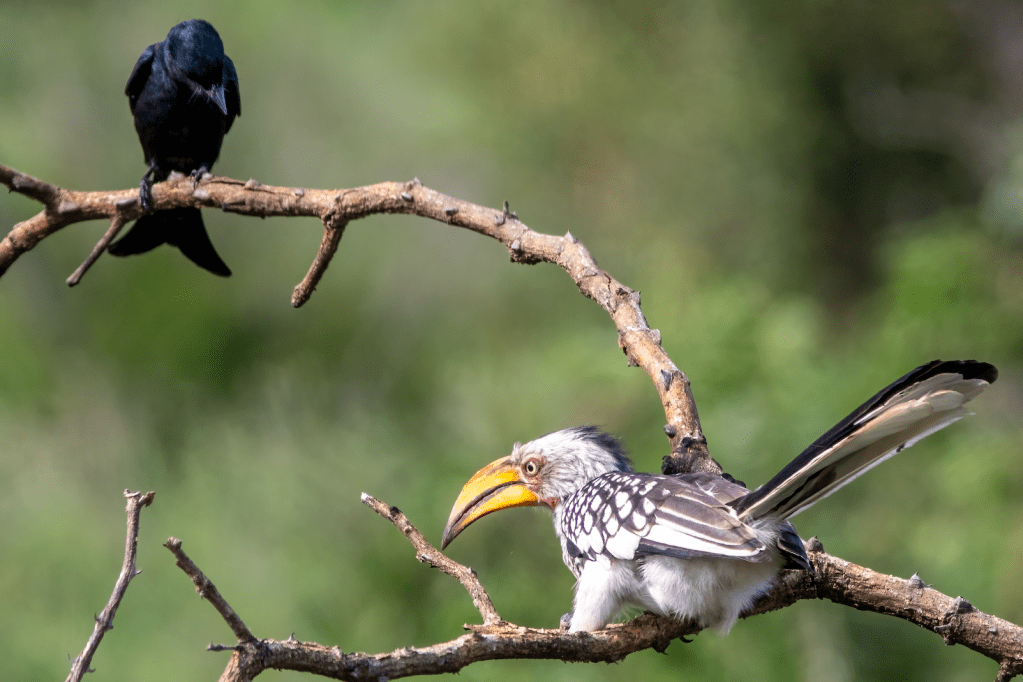 Fork-tailed Drongo and Yellow-billed Hornbill; photo by SRR